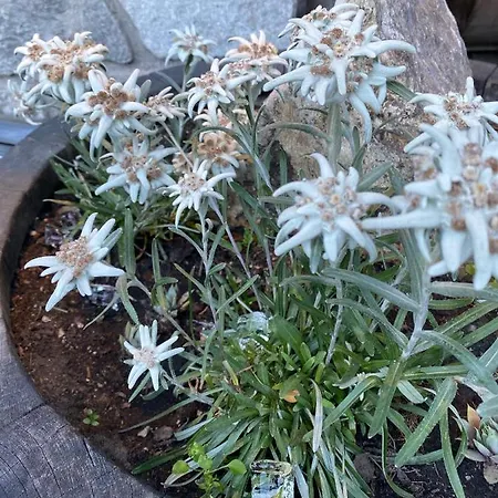 Walser クールマイユール